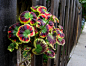 Pelargonium 'Mrs. Cox'