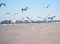 Flock of Gulls on Shore Near Ocean at Daytime