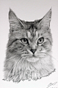 Cat Drawing by ~sharppower