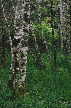 我们曾是潮水采集到forest