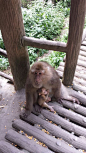 猴子和妈妈。。耶,浦蕊赛丝