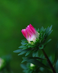 蕉雨落红叶采集到花卉摄影