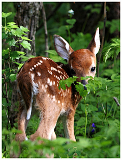 墨墨大娃娃采集到Deer.▕ 是鹿呢。