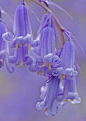 ~~Bluebells by Dr Steven Murray~~