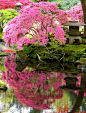  神奇世界的日本花园