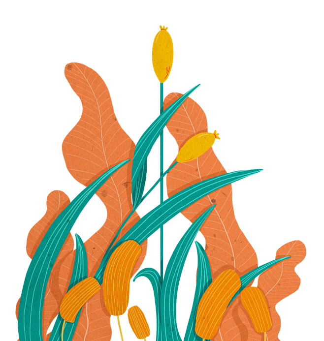 手绘植物 插画 PNG