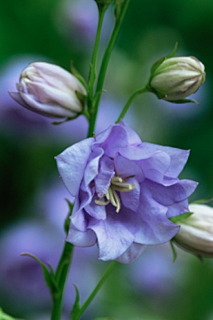 花花ing采集到花