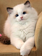 Gorgeous ragdoll kitten: 