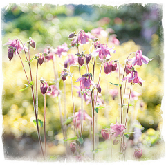 「潇洒小姐」采集到❀❀待到花开烂漫时❀❀