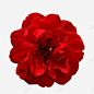 山茶花红色花朵装饰 创意素材
