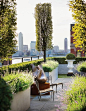 Trees, box hedge and lavender planters on roof terrace