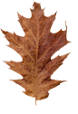 dried red oak leaf_item