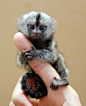 From the rainforests of South America...check out these finger monkeys!!! (a.k.a. pygmy marmosets) The finger monkey is the tiniest living primate in the world. It’s so small that it can hold on to your finger. This cute little primate hugs and grips on t