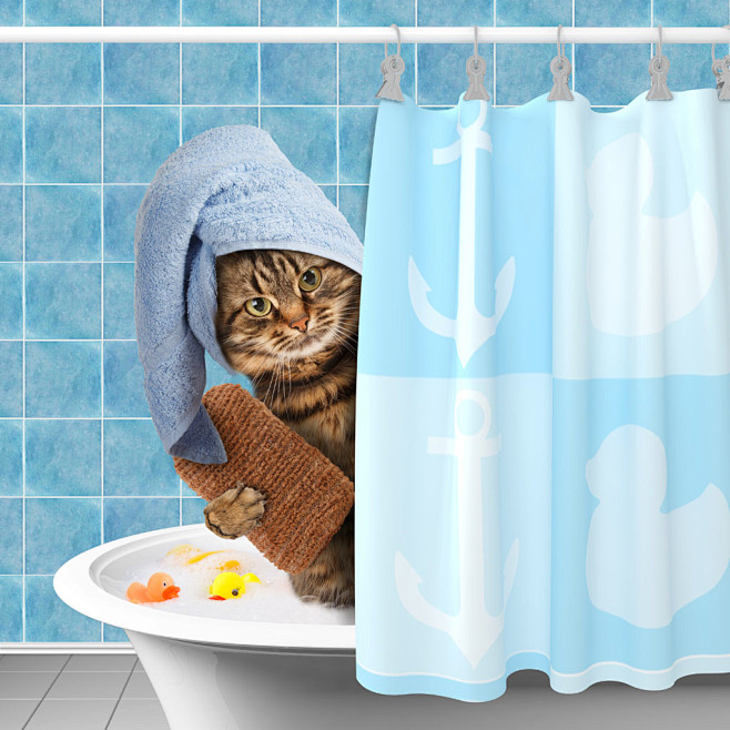 浴缸中洗浴的小猫图片素材