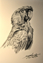 狮鸢SONNY  的插画 金刚鹦鹉