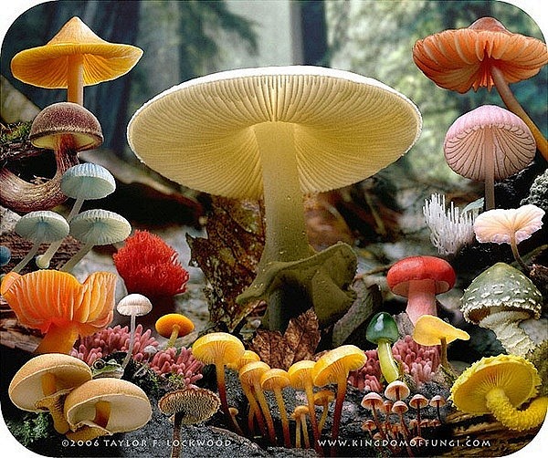  #蘑菇#