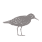 Bird-07