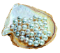 贝壳-（多珍珠）