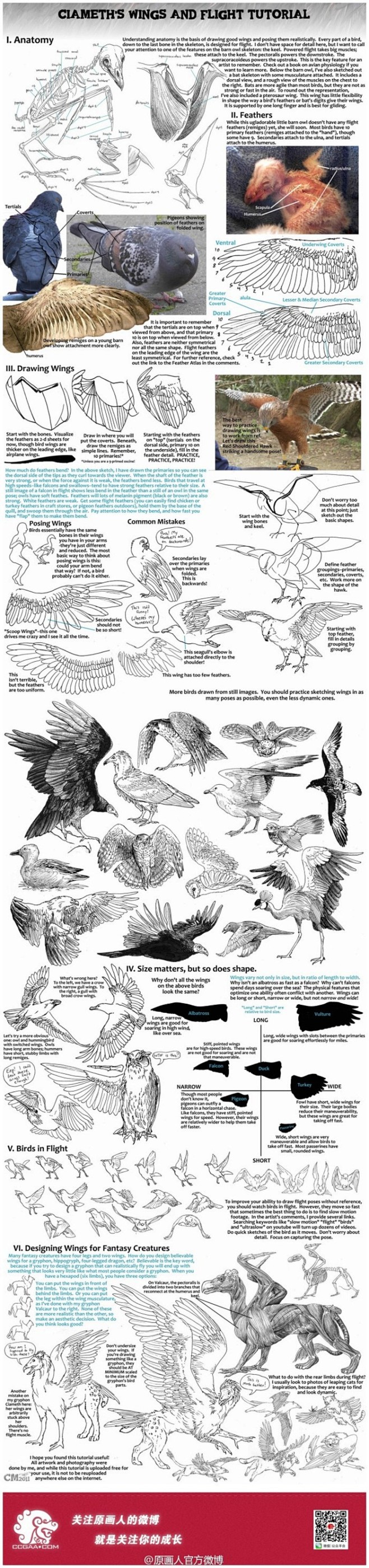 ciameth 有关鸟的翅膀绘制教程：视...