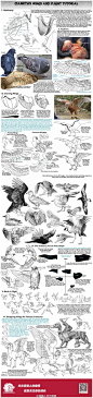 ciameth 有关鸟的翅膀绘制教程：视频则是对于翅膀动态的一个很好地参考：