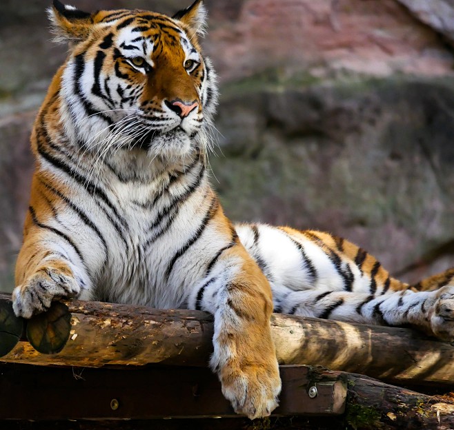Tiger Sitting on Bro...