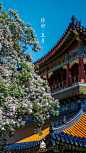 #爱上紫禁城#经过一冬的蛰伏，在春天被唤醒，开出满树的繁花。你好，五月。 2北京·故宫博物院 ​​​​