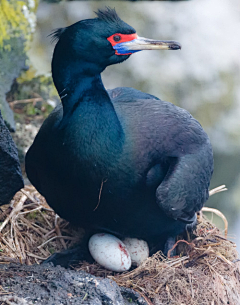 玲珑骰采集到birds