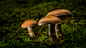 Photograph The three mushrooms by Björn Dahlstrand on 500px