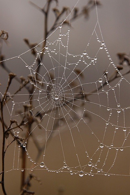 Spider web worth run...