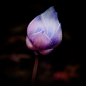 Lotus by =Menoevil on deviantART 粉紫色的荷花