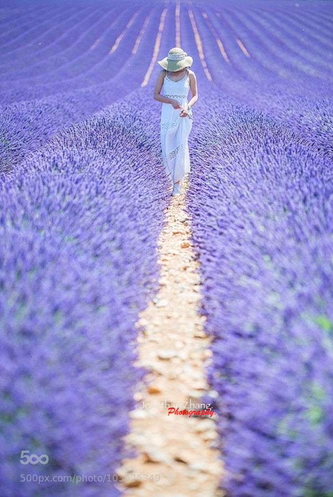 Valensole, Provence,...