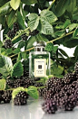 <3 regalosoutletonline.com <3 - Smell summer, Jo Malone perfume. This perfume comes in many beautiful fragrances.