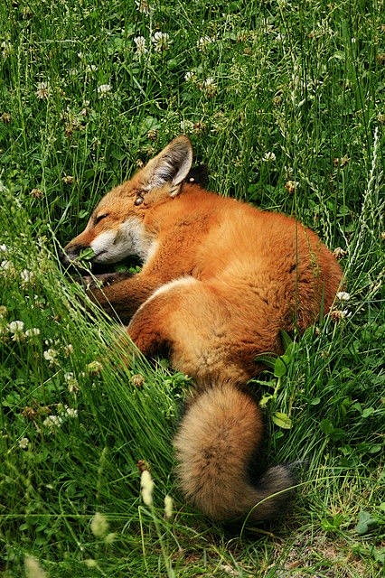 Sleeping Fox by slip...