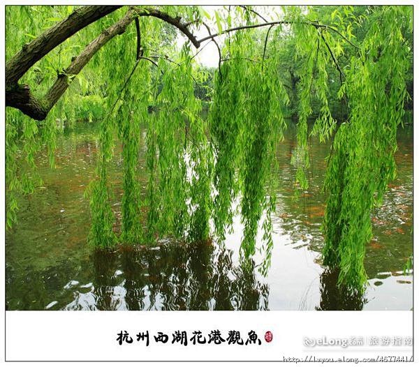 杭州西湖十大美景——花港观鱼