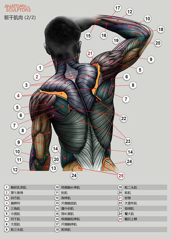 【教程】人体肌肉结构_原画吧_百度贴吧