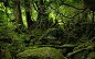 forests green landscapes magic moss wallpaper (#164300) / Wallbase.cc