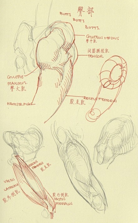 #绘画参考#下肢（臀部、膝盖等）一些结构...