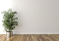 Solo interior plant and blank wall in background by Nikša Batinić on 500px