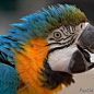 macaw