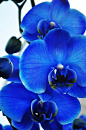 Pretty blue orchids