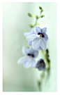  蓝色的花