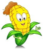 玉米手绘矢量图