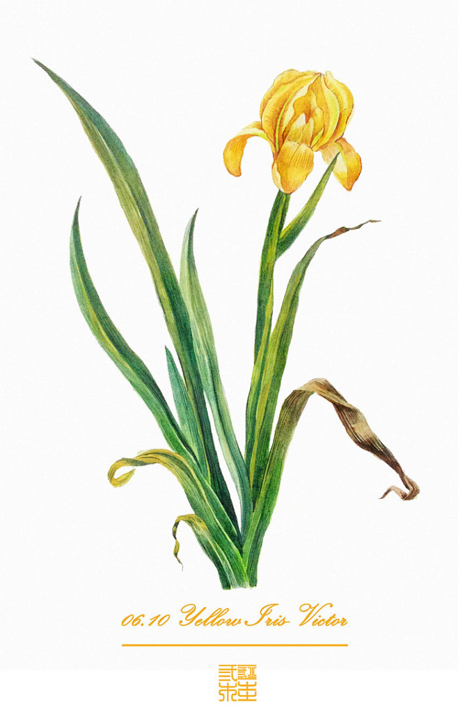 黄色鸢尾（Yellow Iris） 花语...