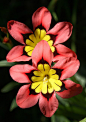 Sparaxis flowers or Harlequin Flowers-