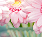 粉色 淡雅 花瓣 花开花落 花朵 盛开 绽放 开花 植物 鲜花 背景 微距
