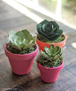 Four Paper Succulent Tutorials and Patterns