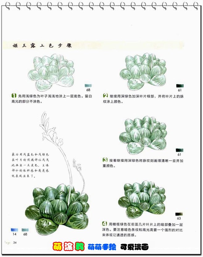 [萌涂鸦 彩铅手绘]多肉绘-38种多肉植...