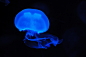 General 3878x2585 animals blue dark glowing jellyfish underwater