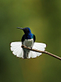 Blue and White Hummingbird