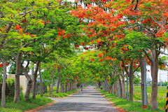 齐尚景观-庭院/文旅采集到绿化-植物隧道/夹道景观/夹道绿化/植物配置/植物设计